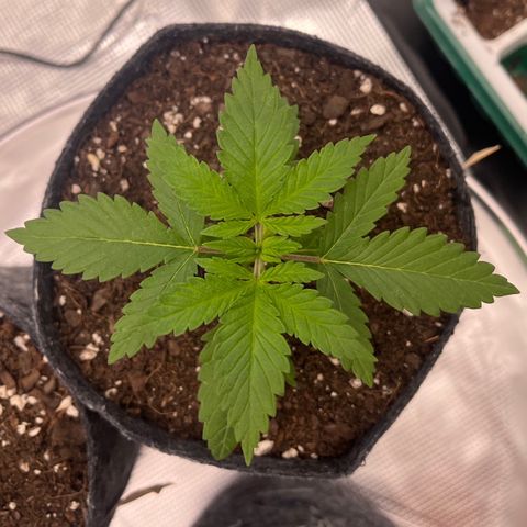 Pineapple Express P3 growlog photo: 11:30pm- medium gorl