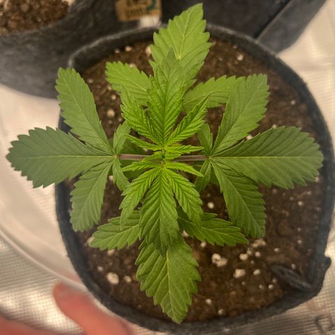 Pineapple Express P1 growlog photo: 10:45am- apical meristem lookin at me like 👀 
