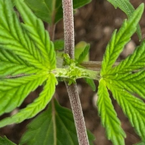Pineapple Express P1 growlog photo: 10:45am- yoink. Praise god baby 