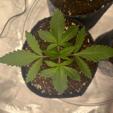 Pineapple Express P2 growlog photo: 10:45am-