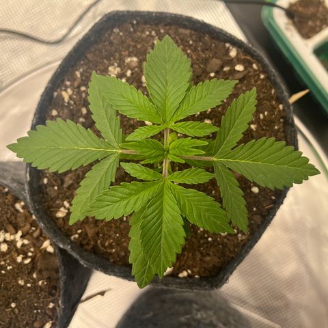 Pineapple Express P3 growlog photo: 10:45am- yours will be next to go