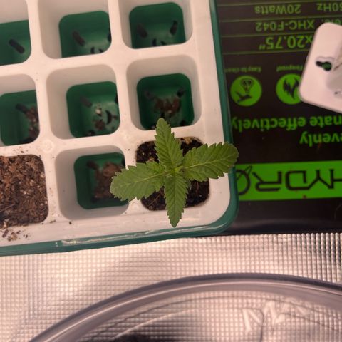 Pineapple Express P4 growlog photo: 10:45am- 