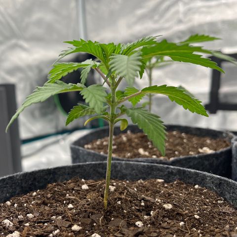 Pineapple Express P1 growlog photo: 6pm- bounced back (was never really down though)
