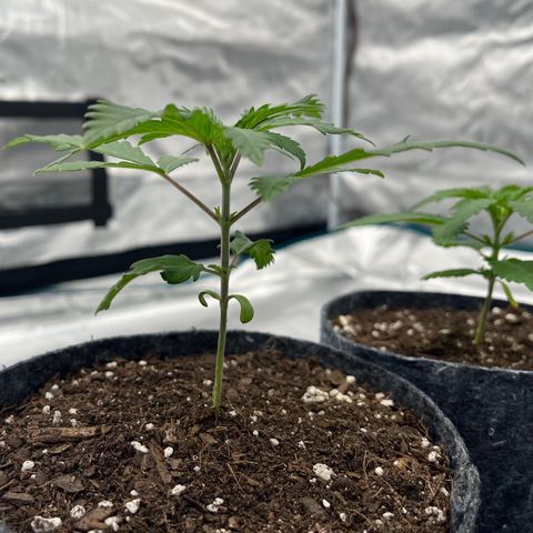 Pineapple Express P2 growlog photo: 6pm- 2 full internodes