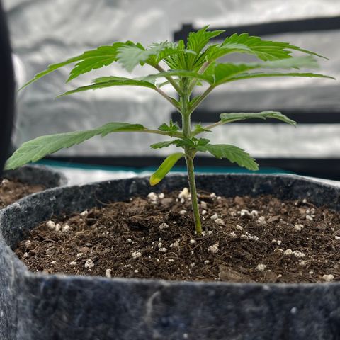 Pineapple Express P3 growlog photo: 6pm- first pheno to reach 3 full internodes