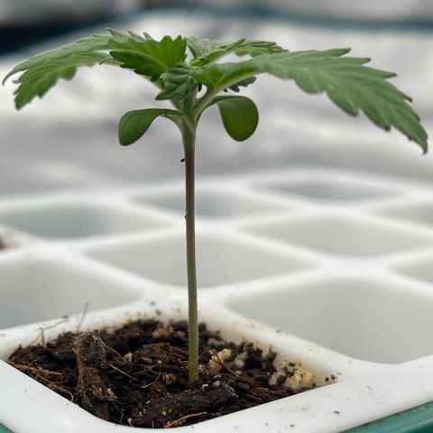 Pineapple Express P4 growlog photo: 6pm
