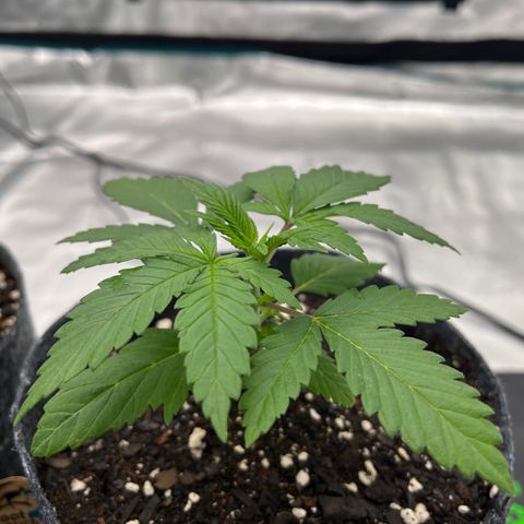 Pineapple Express P3 growlog photo: 11:45pm- topping soon, maybe tomorrow if it looks ready