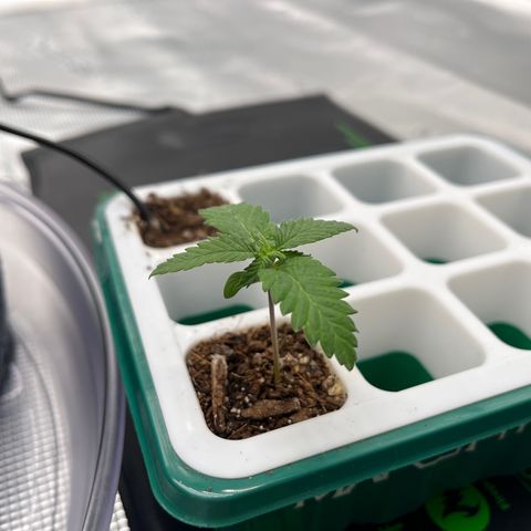 Pineapple Express P4 growlog photo: 11:45- slowly but surely 