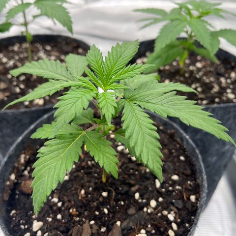 Pineapple Express P1 growlog photo: 11:45pm- apical merist-who?