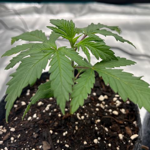 Pineapple Express P2 growlog photo: 11:45pm- getting to wide for my regular framing, gonna have to widen up next time.  