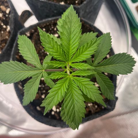 Pineapple Express P1 growlog photo: 10:45am- P1 getting too wide for the regular framing as well!