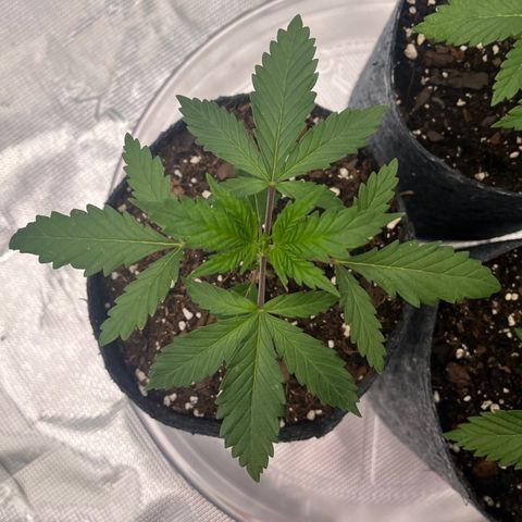 Pineapple Express P2 growlog photo: 10:45- pre topping