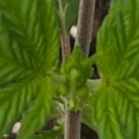Pineapple Express P2 growlog photo: 10:45- pre topping