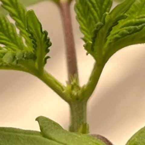 Pineapple Express P2 growlog photo: 10:45am- post topping