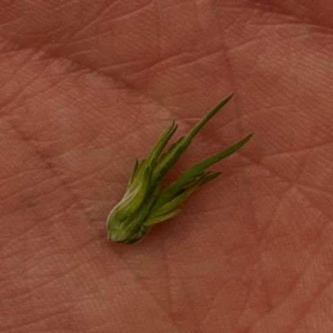 Pineapple Express P2 growlog photo: 10:45am- post topping