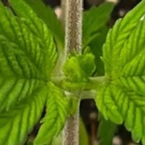 Pineapple Express P3 growlog photo: 10:45am- pre topping