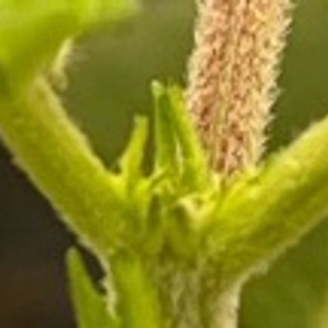 Pineapple Express P3 growlog photo: 10:45am- post topping, sloppier than P2’s snip, will check on her later but should be gravy 