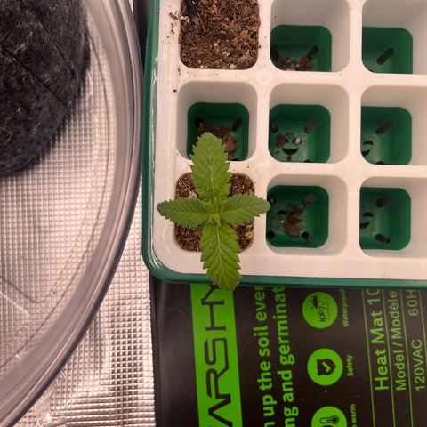 Pineapple Express P4 growlog photo: 10:45am- lookin thirsty, therefore 4tsp of 330ppm