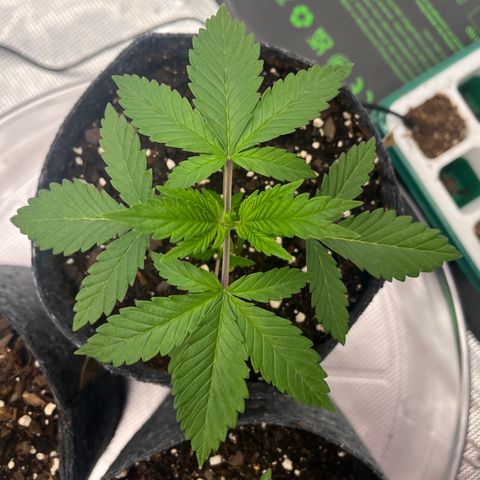 Pineapple Express P3 growlog photo: 10:45am- pre topping