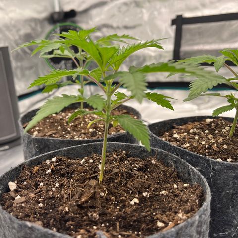 Pineapple Express P1 growlog photo: 5pm
4.75”