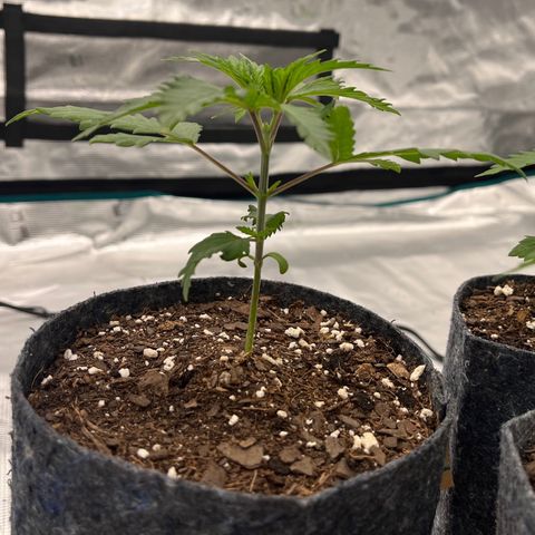 Pineapple Express P2 growlog photo: 5pm
5”