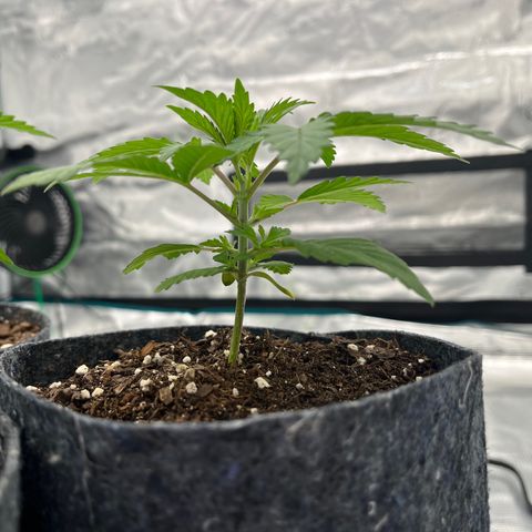 Pineapple Express P3 growlog photo: 5pm
4”