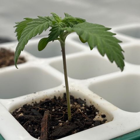 Pineapple Express P4 growlog photo: 5pm
1.75”