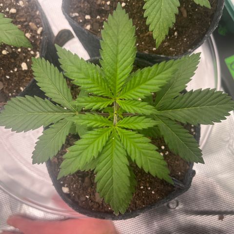 Pineapple Express P1 growlog photo: 11:15pm- 
Lookin great, biggest mature leaves of bunch
