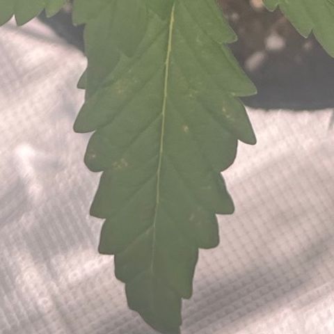 Pineapple Express P2 growlog photo: 11:15pm- 
Still widest, has some tiny yellowish brown speckles on 3 finger leaves. Could be a calcium deficiency. Got a solution otw. 