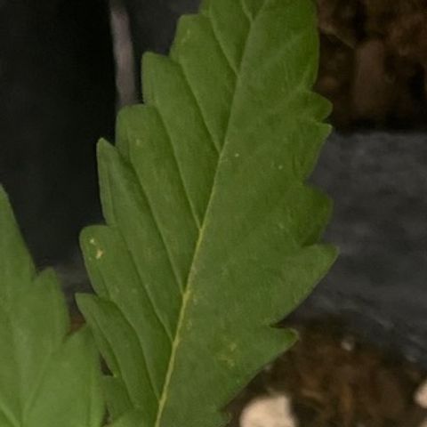 Pineapple Express P2 growlog photo: 11:15pm- 
Still widest, has some tiny yellowish brown speckles on 3 finger leaves. Could be a calcium deficiency. Got a solution otw. 