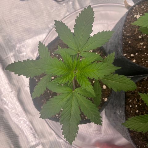Pineapple Express P2 growlog photo: 11:15pm- 
Still widest, has some tiny yellowish brown speckles on 3 finger leaves. Could be a calcium deficiency. Got a solution otw. 