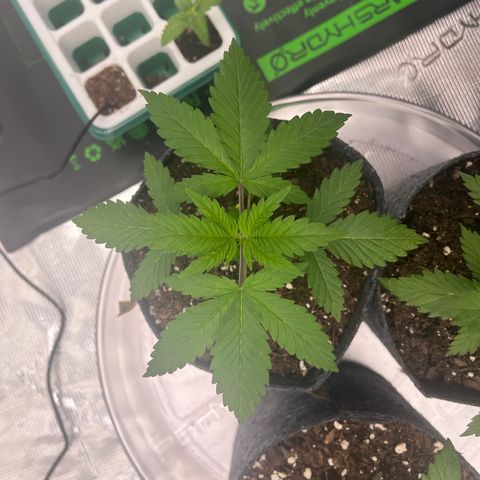 Pineapple Express P3 growlog photo: 11:15pm- 
Still widest, has some tiny yellowish brown speckles on one of the 3 finger leaves. Not as bad as P2 but neither are that bad at all. Could be a calcium deficiency. Got a potential solution otw. 