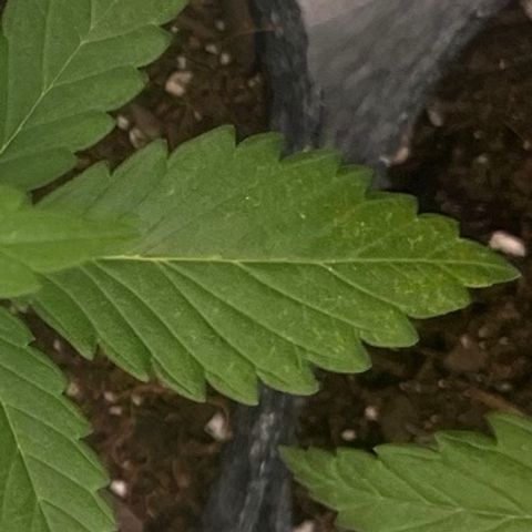 Pineapple Express P3 growlog photo: 11:15pm- 
Still widest, has some tiny yellowish brown speckles on one of the 3 finger leaves. Not as bad as P2 but neither are that bad at all. Could be a calcium deficiency. Got a potential solution otw. 