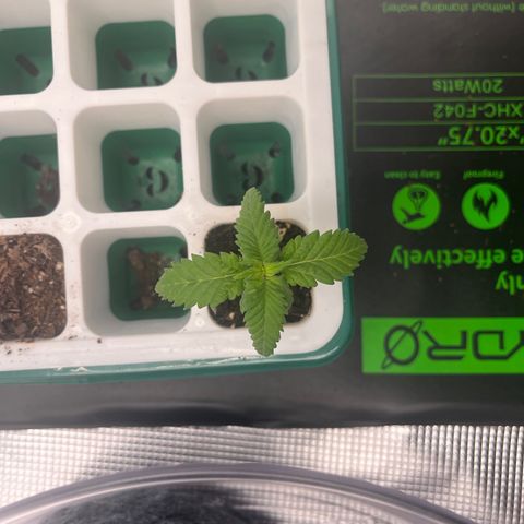Pineapple Express P4 growlog photo: 11:15 pm-
No vertical growth but a decent bit of lead growth. Roots still aren’t poking out of bottom so no transplant yet