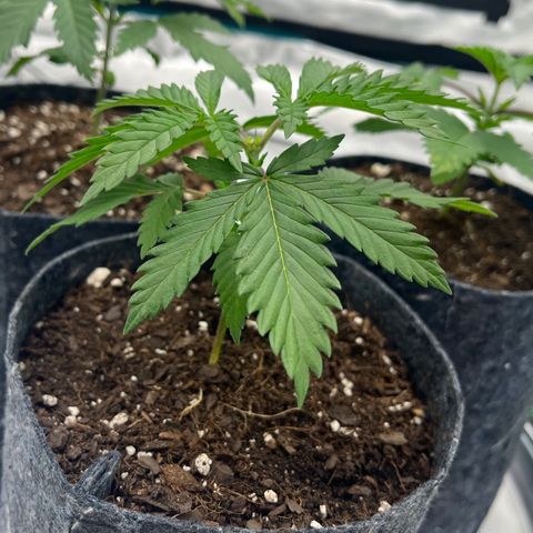 Pineapple Express P1 growlog photo: 10:45am- been leanin