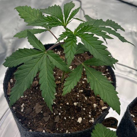 Pineapple Express P2 growlog photo: 10:45am- yellowing hasn’t gotten better or worse