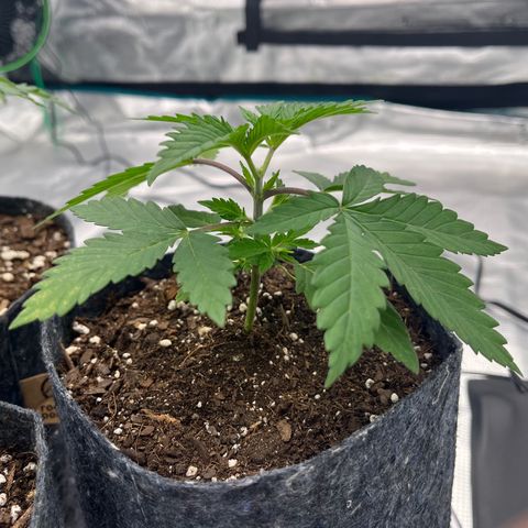 Pineapple Express P3 growlog photo: 10:45am- yellowing stays same