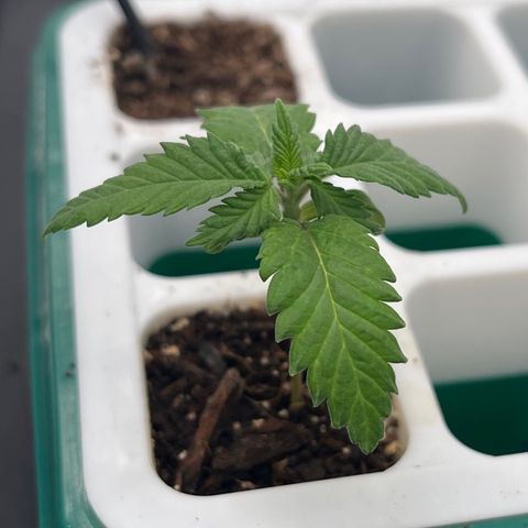 Pineapple Express P4 growlog photo: 10:45am- slow grower