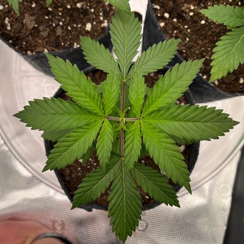Pineapple Express P1 growlog photo: 6pm