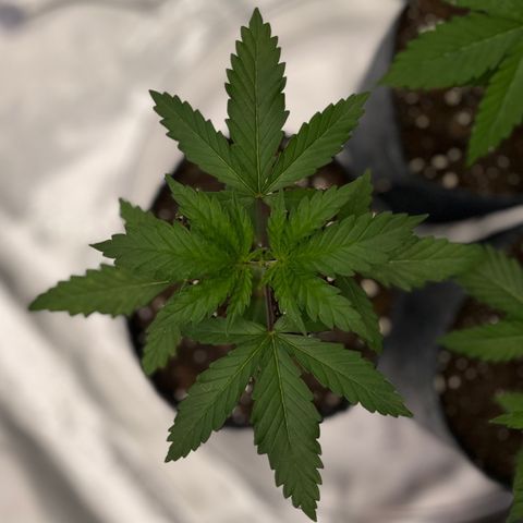 Pineapple Express P2 growlog photo: 6pm