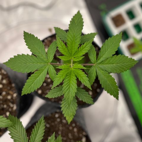 Pineapple Express P3 growlog photo: 6pm