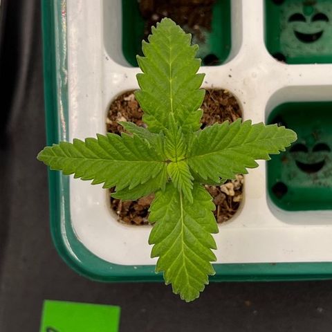 Pineapple Express P4 growlog photo: 6pm