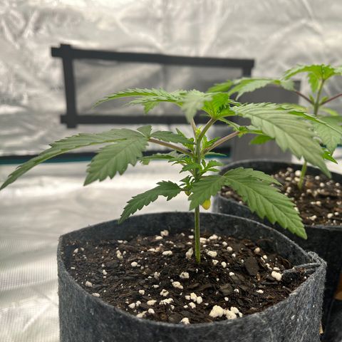 Pineapple Express P1 growlog photo: 11pm-
Foiliage under main leaves are flourishing