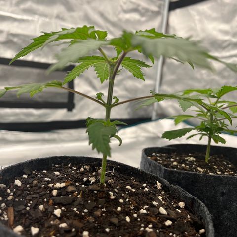 Pineapple Express P2 growlog photo: 11pm-
Foiliage under main leaves are flourishing least of 3 but probably age related, keep chuggin queen