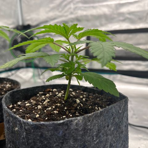 Pineapple Express P3 growlog photo: 11pm-
Foiliage under main leaves are flourishing the most of the 3 phenos  