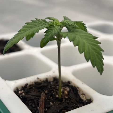 Pineapple Express P4 growlog photo: 11pm- Want to transplant dis bij but roots aren’t as developed as others were (or don’t look like it at least).