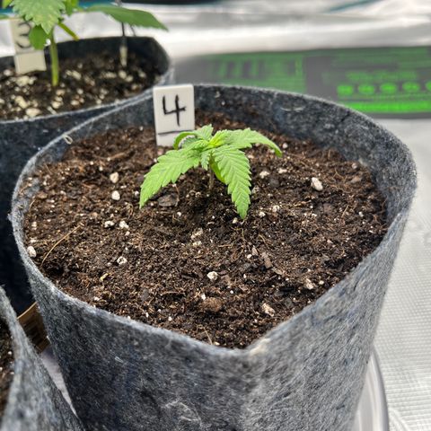 Pineapple Express P4 growlog photo: 11:45pm- Fuck it, transplanted