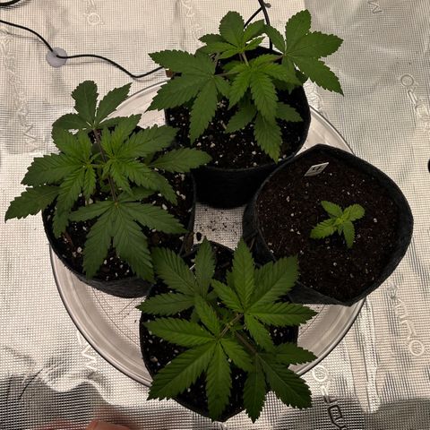Pineapple Express P3 growlog photo: 11:45pm- Squad all the way up 