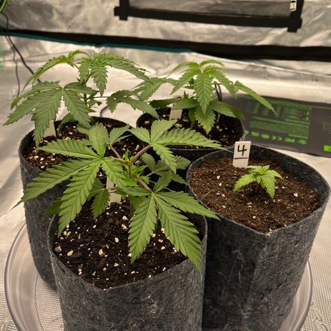 Pineapple Express P3 growlog photo: 10:45am- squad