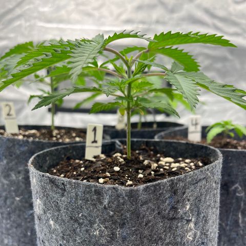 Pineapple Express P1 growlog photo: 10:45am-
Photo-credit goes to Lexi 🔥